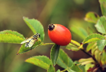 Rosehip and bee