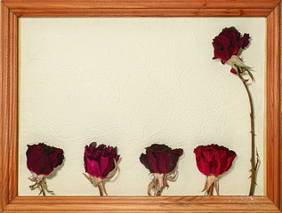 Postcard  with dried roses