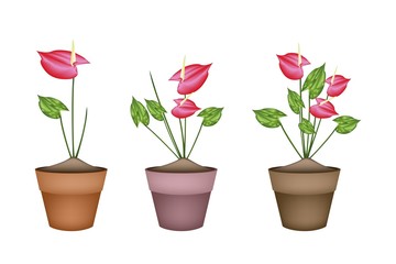 Anthurium Flowers or Flamingo Lily in Ceramic Flower Pots