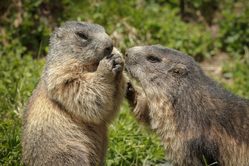 Alpine marmots sharing food