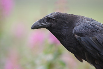 Dark raven with summer flowers