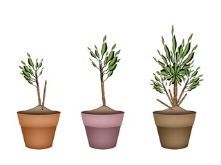 Obraz premium Yucca Tree and Dracaena Plant in Flower Pots