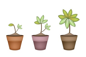 Dieffenbachia Picta Marianne Plant in Ceramic Pot