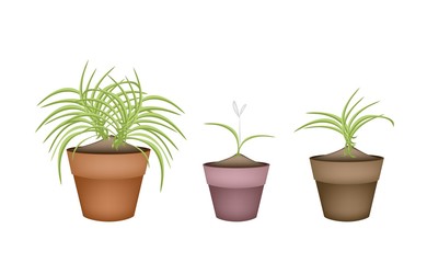 Three Dracaena Plants in Ceramic Flower Pots