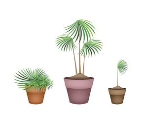Lady Palm Tree in Ceramic Flower Pots