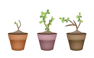 Bonsai Trees and Green Plants in Ceramic Pots