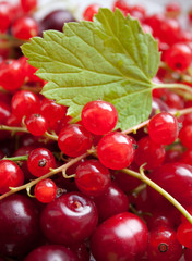 Red currant and cherry 