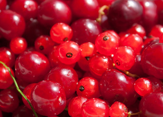 Red currant and cherry 