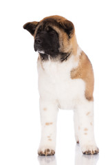 beautiful red american akita puppy standing on white
