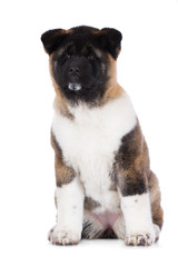 american akita puppy portrait