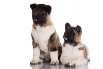 two american akita puppies on white