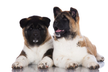 two american akita puppies lying down