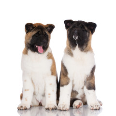 two american akita puppies sitting on white