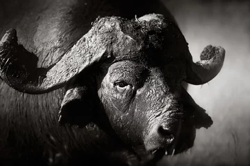 Photo sur Plexiglas Noir et blanc Portrait de taureau buffle d& 39 Afrique