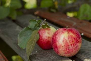 Apples on the bench