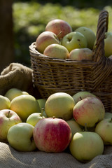 Apples