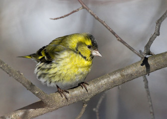 Eurasian Siskin on branch 