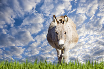 Texas Donkey on a Sunny Day