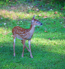 Young fawn