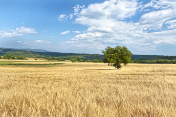 High Provence, Provence Alps Côte d'Azur regions,  France
