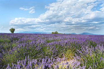 High Provence, Provence Alps Côte d'Azur regions,  France