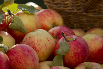 Apples