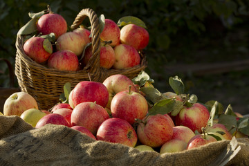 Apples