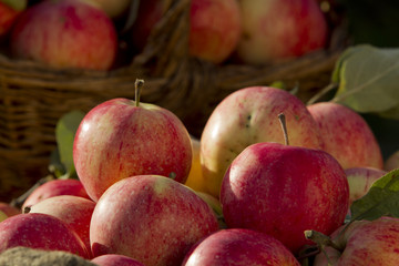 Apples