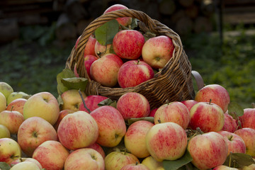 Apples