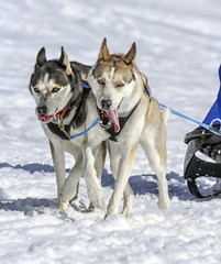 Sled dogs in speed racing, Moss, Switzerland