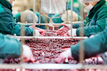 sour cherries in processing machines