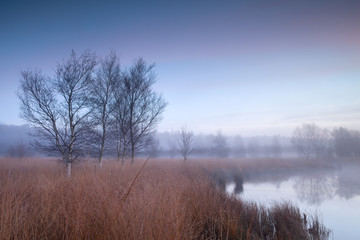 misty morning over swamp