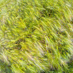 spica of wheat in corn field