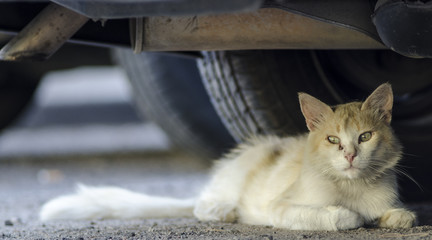 A wild gold cat lying on the asphalt under a car in the street