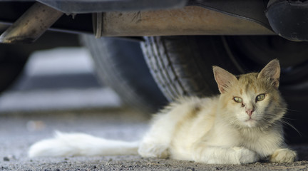 A wild gold cat lying on the asphalt under a car in the street © aniphaes