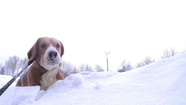 beagle puppy bury oneself into snowdrift slow motion video