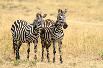 Fototapeta na wymiar Zebras on the Masai Mara in Africa
