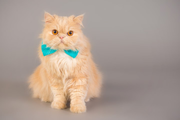The cat with the bow tie