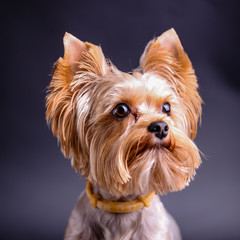 Fototapeta premium Yorkshire terrier