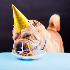 sharpei dog celebrating birthday