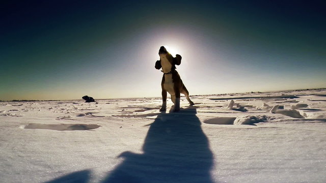 Barking beagle dog on the snow field
