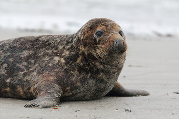 Kegelrobbe (Halichoerus grypus)