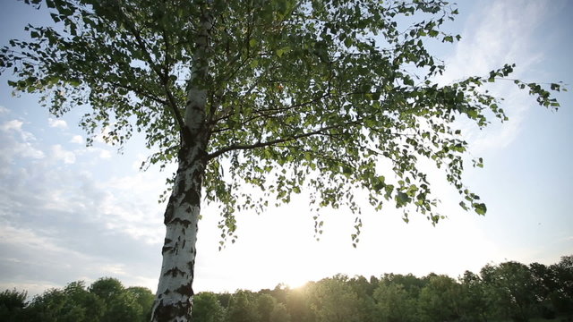 Lonely birch tree at sunset HD shot with slider