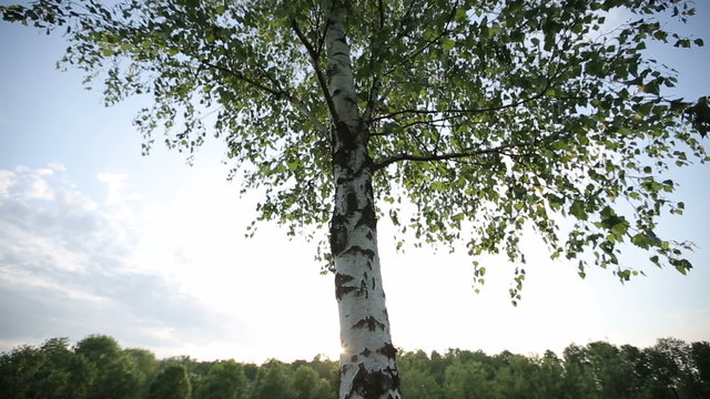 Lonely birch tree at sunset HD shot with slider