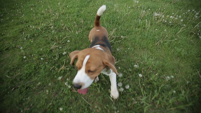 Pedigree dog Beagle playing with videograph camera