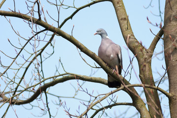 Columba palumbus, Woodpigeon