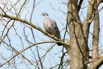Columba palumbus, Woodpigeon