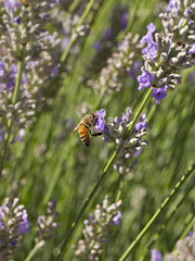 Bee and Lavender