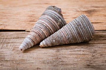 sea shells on old wooden background