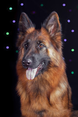 Portrait of a German Shepherd on black background with bikes